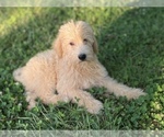 Small Photo #19 Labradoodle Puppy For Sale in CANON, GA, USA