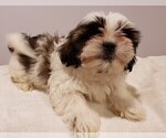Small Photo #3 Shih Tzu Puppy For Sale in BEVIS, OH, USA
