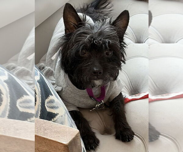 Medium Photo #12 Mutt Puppy For Sale in Oak Bluffs, MA, USA