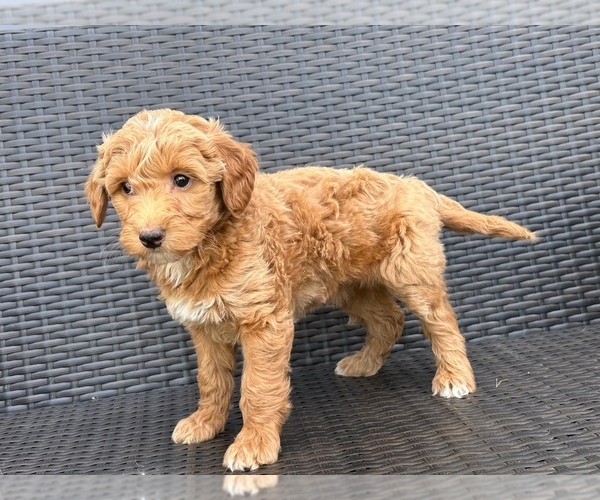 Medium Photo #2 Goldendoodle (Miniature) Puppy For Sale in HAGERSTOWN, IN, USA