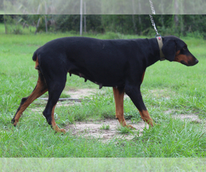 Doberman Pinscher Puppy for sale in BROOKSVILLE, FL, USA