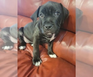 American Pit Bull Terrier Puppy for Sale in WARSAW, Indiana USA