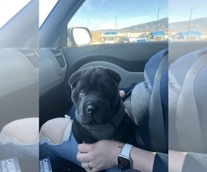Chinese Shar-Pei Puppy for sale in RIO RANCHO, NM, USA