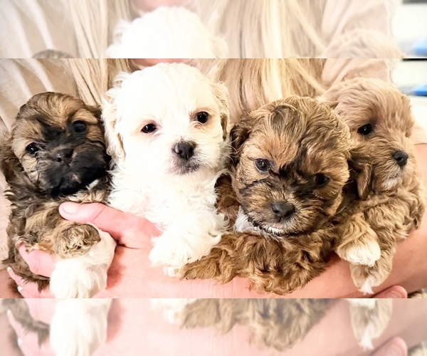Medium Photo #1 ShihPoo Puppy For Sale in ANDERSON, SC, USA