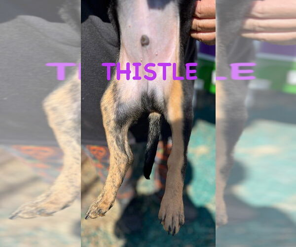 Medium Photo #2 Mutt Puppy For Sale in Mooresville, NC, USA