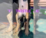 Small #1 Mutt