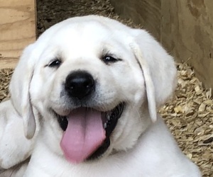 Labrador Retriever Puppy for sale in DEVINE, TX, USA