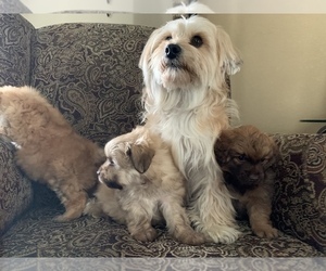 Mother of the Havanese-Maltipoo Mix puppies born on 05/13/2021