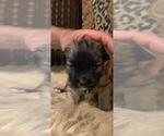 Puppy 1 Maltipoo-Miniature Australian Shepherd Mix