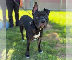 American Staffordshire Terrier-Unknown Mix Dogs for adoption in Modesto, CA, USA
