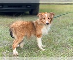 Small Photo #2 Shetland Sheepdog Puppy For Sale in LAKELAND, FL, USA