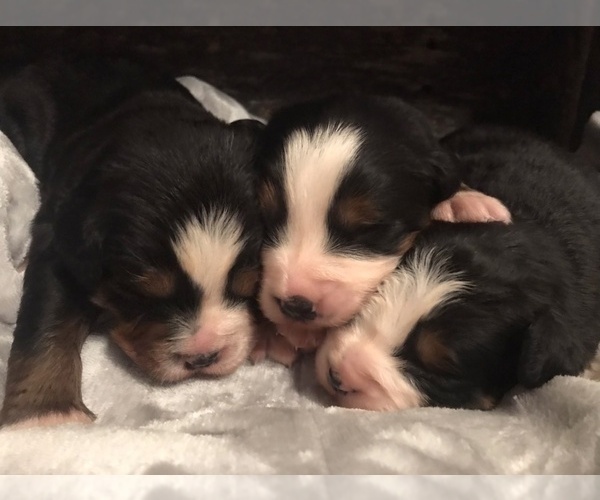 Medium Photo #1 Bernese Mountain Dog Puppy For Sale in BERNVILLE, PA, USA