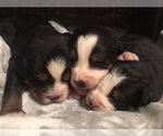 Small Photo #1 Bernese Mountain Dog Puppy For Sale in BERNVILLE, PA, USA