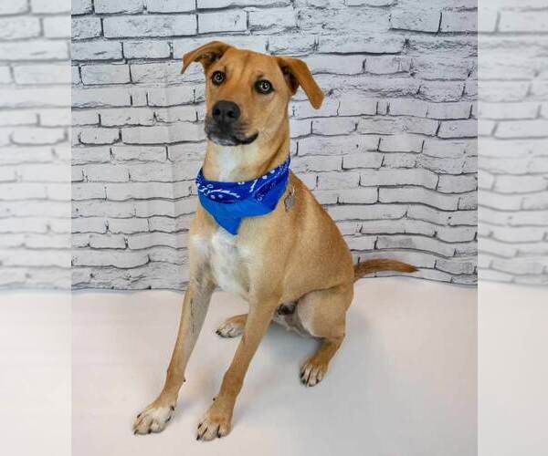 Medium Photo #3 Labrador Retriever-Unknown Mix Puppy For Sale in Kennesaw, GA, USA