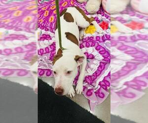 American Pit Bull Terrier-Unknown Mix Dogs for adoption in Globe, AZ, USA
