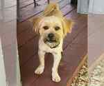 Small #3 Mutt
