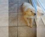 Small Photo #14 Golden Retriever Puppy For Sale in MENIFEE, CA, USA