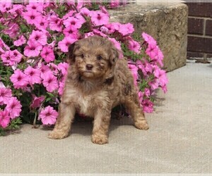 Aussiedoodle Miniature  Puppy for sale in FREDERICKSBURG, OH, USA