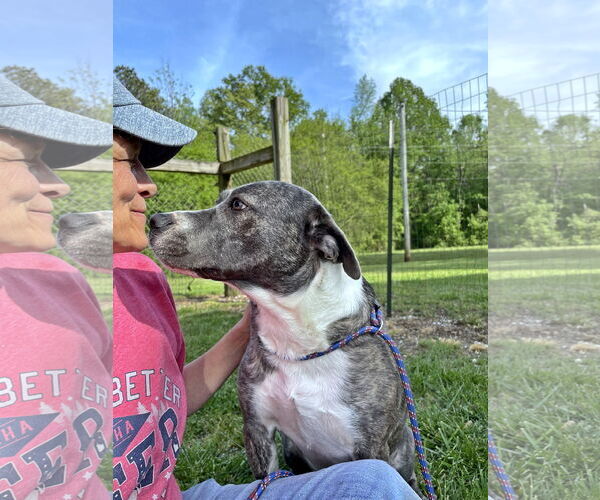 Medium Photo #7 Mutt Puppy For Sale in Crandall, GA, USA