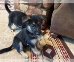Small Photo #1 German Shepherd Dog Puppy For Sale in SEAGROVE, NC, USA