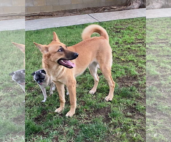 Medium Photo #2 German Shepherd Dog Puppy For Sale in San Bernardino , CA, USA