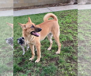 Leota - Female German Shepherd Dog Dog for Adoption - Photo #2