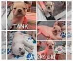 Small Photo #61 French Bulldog Puppy For Sale in MCKINLEYVILLE, CA, USA