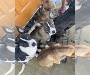 American Pit Bull Terrier-Siberian Husky Mix Puppy for sale in ROCHESTER, NY, USA