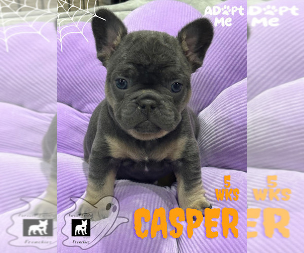 Medium Photo #2 French Bulldog Puppy For Sale in SOUTH BEND, IN, USA