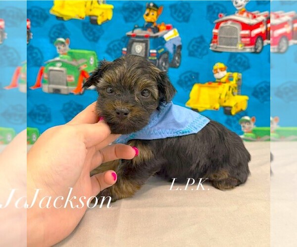 Medium Photo #1 Yorkshire Terrier Puppy For Sale in WINNSBORO, LA, USA