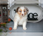 Small #1 Australian Shepherd