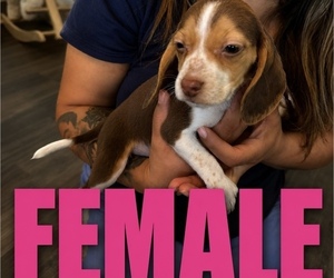 Beagle Puppy for sale in BAKERSFIELD, CA, USA