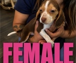 Small Beagle
