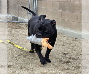 Mutt Dogs for adoption in Las Vegas, NV, USA