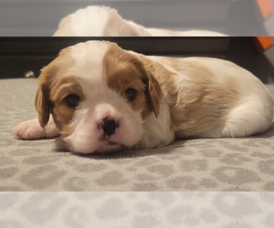 Cavalier King Charles Spaniel Puppy for sale in LAKE VILLAGE, IN, USA