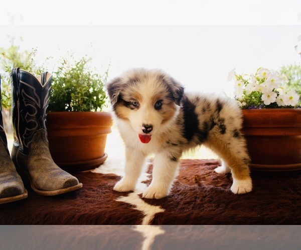 Medium Photo #7 Australian Shepherd Puppy For Sale in THROCKMORTON, TX, USA