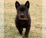 Small Photo #2 Belgian Malinois Puppy For Sale in STRASBURG, PA, USA