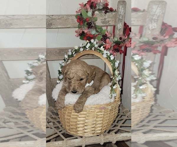 Medium Photo #3 Goldendoodle mix (+ Poodle Standard) Puppy For Sale in JACKSBORO, TX, USA