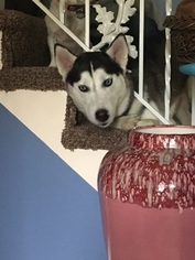 Father of the Siberian Husky puppies born on 10/24/2018