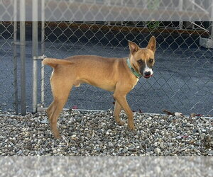 Labrador Retriever-Unknown Mix Dogs for adoption in Sterling, MA, USA