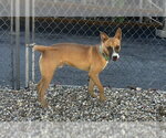Carmelo 7mo - Male Labrador Retriever-Unknown Mix Dog for Adoption - Small photo