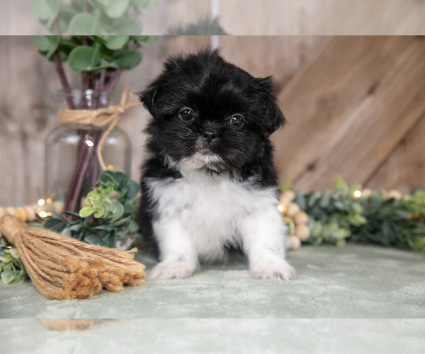 Medium Photo #9 Shih Tzu Puppy For Sale in GREENWICH, OH, USA