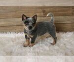 Small Photo #1 Australian Cattle Dog Puppy For Sale in HAWARDEN, IA, USA
