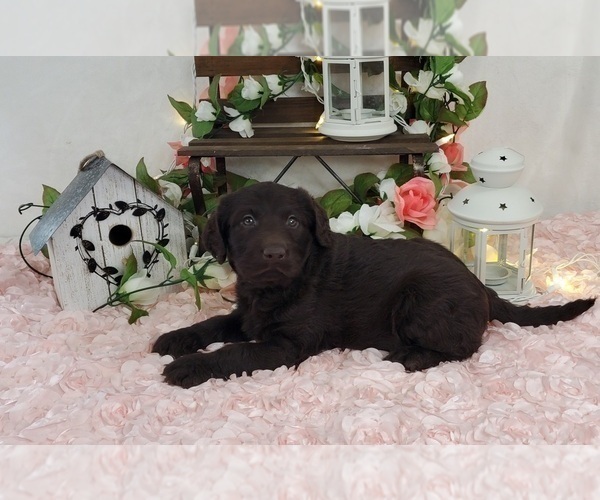 Medium Photo #3 Miniature Labradoodle Puppy For Sale in COLLEGE STA, TX, USA