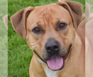 American Staffordshire Terrier-Rhodesian Ridgeback Mix Dogs for adoption in Huntley, IL, USA