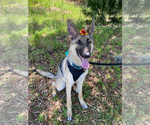 Small German Shepherd Dog