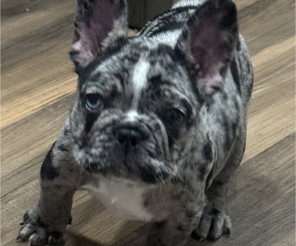 Medium Photo #3 French Bulldog Puppy For Sale in GLASSBORO, NJ, USA
