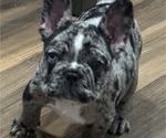 Cleopatra - Female French Bulldog Puppy for Sale - Photo #3