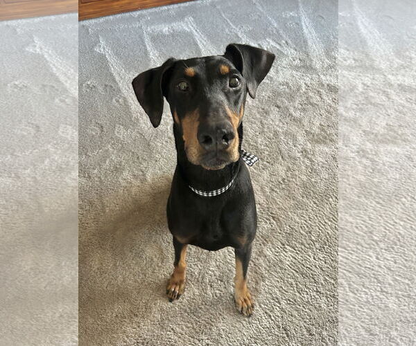 Medium Photo #12 Doberman Pinscher Puppy For Sale in Minneaoplis, MN, USA