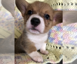 Pembroke Welsh Corgi Puppy for sale in RAMONA, OK, USA